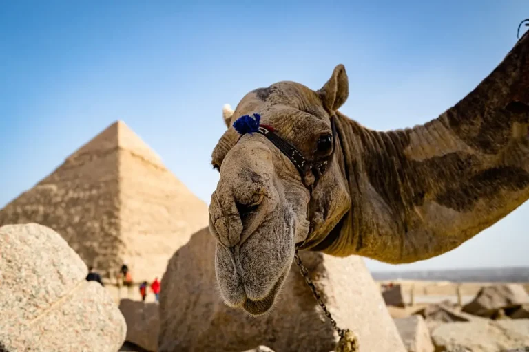 6 Days Cairo and White Desert Family Tour