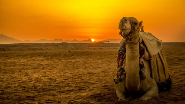 5-Hour Sunset Quad Biking Tour from Makadi Bay