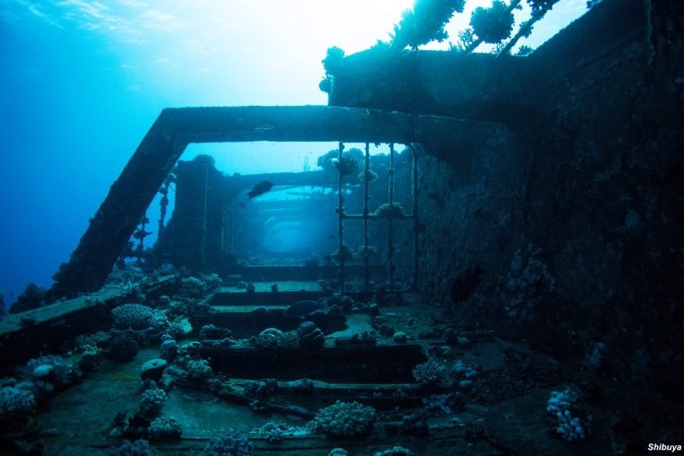 6 Days in Brothers Islands, Safaga and Elphinstone Island