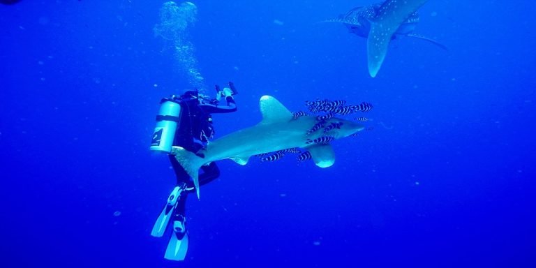 6 Days in Brothers Islands, Safaga and Elphinstone Island