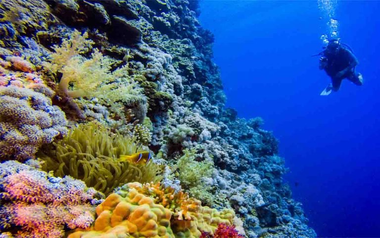 6 Days in Brothers Islands, Safaga and Elphinstone Island