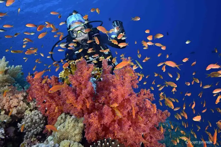 6 Days Diving in Thistlegorm, Ras Mohamed, Brothers Marine Park