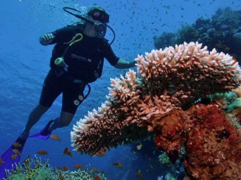 Overnight Diving trip at Sataya Dolphin Reef from Marsa Alam