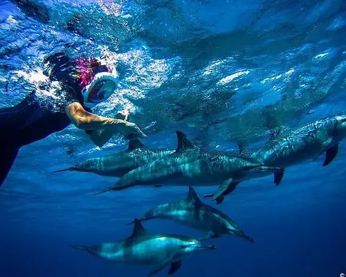Snorkeling trip at Sataya Dolphin Reef from Marsa Alam
