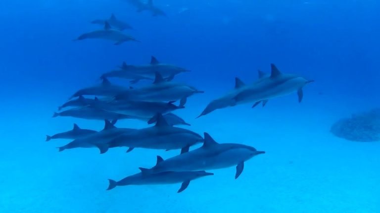 Snorkeling trip at Sataya Dolphin Reef from Marsa Alam