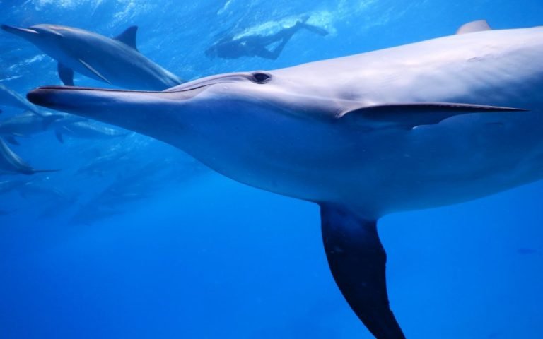 8 Days Diving in Strait of Tiran / Dahab