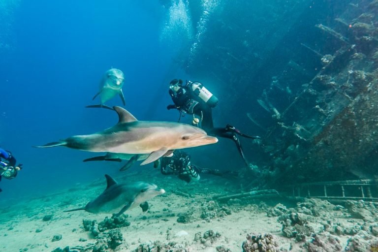 8 Days Diving in Strait of Tiran / Dahab