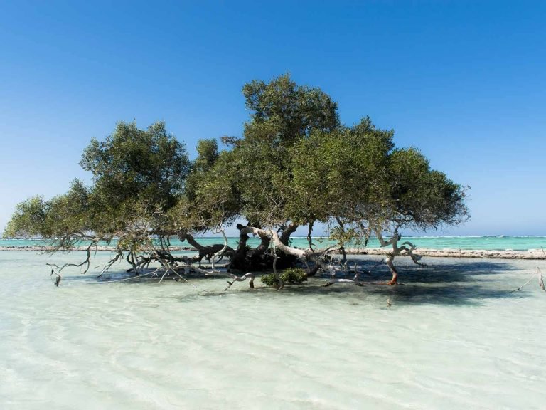 Wadi El Gemal Safari from Marsa Alam