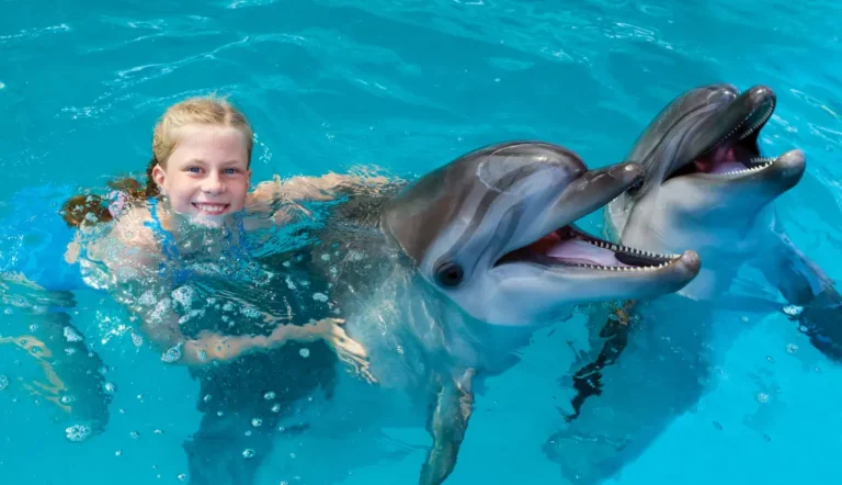 The Dolphin Show in Hurghada